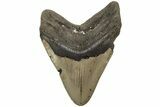 Fossil Megalodon Tooth - North Carolina #204565-2